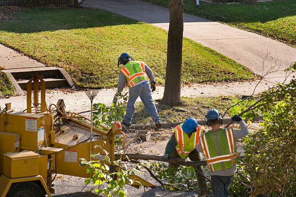 Best Commercial Tree Services  in Winnemucca, NV